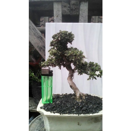 Tanaman bonsai mini mirten (Malpighia coccigera.) sudah jadi tinggal pajang  - palntstara