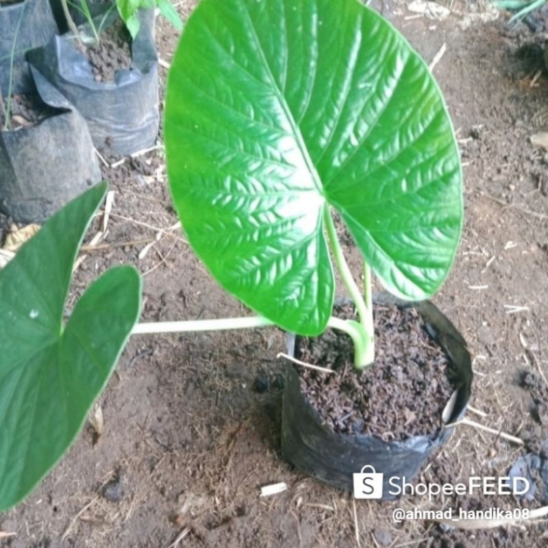 Promo Paket hemat 50 pohon alocasia alba tranaman hias langka