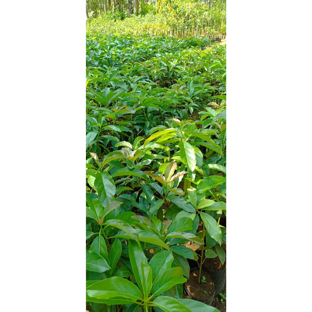 Bibit Alpukat Miki  Purworejo