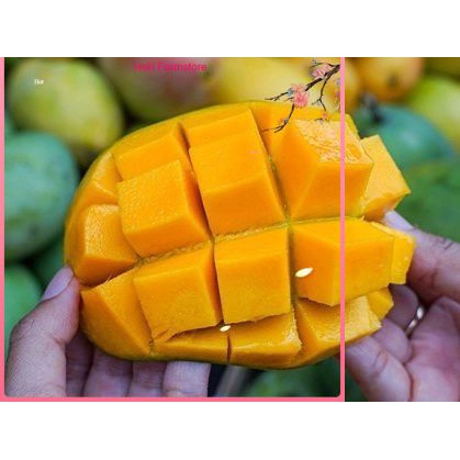 Terlaris Bibit Tanaman Buah Mangga Madu Super Jumbo-Bibit Buah