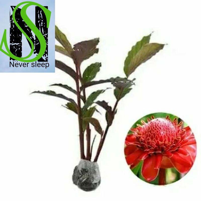 Bibit kecombrang merah kecombrang hijau