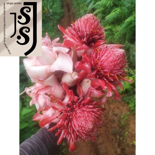 

Bunga Kecombrang Bunga Laka Honje 1 kg