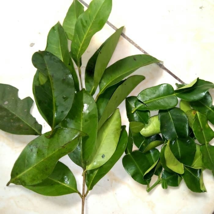 

Bisa COD Daun salam segar 100 gram fresh Terlaris