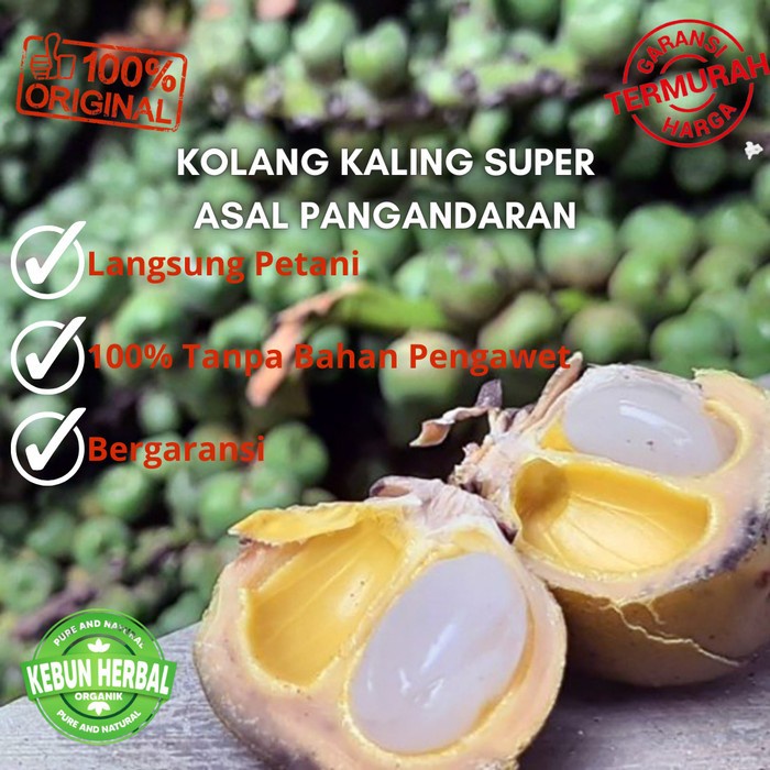 

Buah Kolang kaling Super - Stok Terbaru Buah Atap Buah Aren Spesial - 1/2kg
