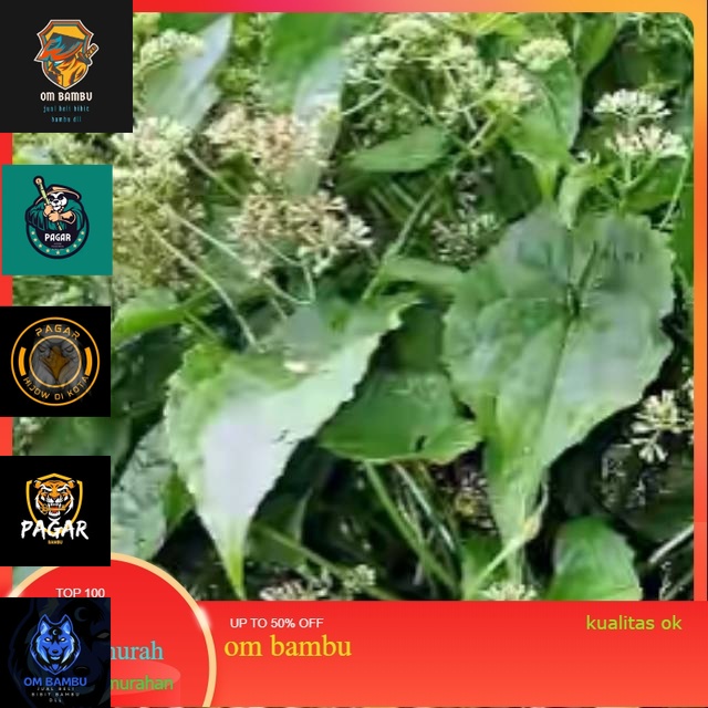 

Daun sembung rambat /mikania micrantha 250 gram terbaik segar PROMO 11.11