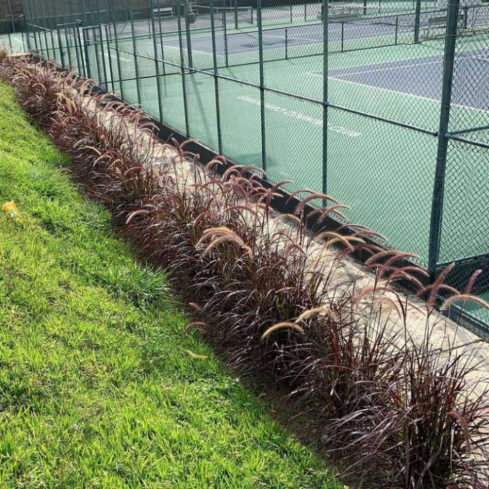 tanaman ilalang alang merah