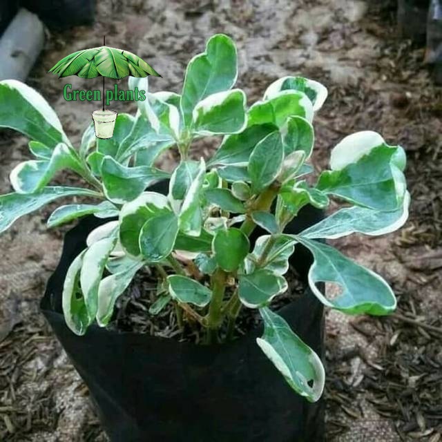 Tanaman krokot hijau krokot variegata