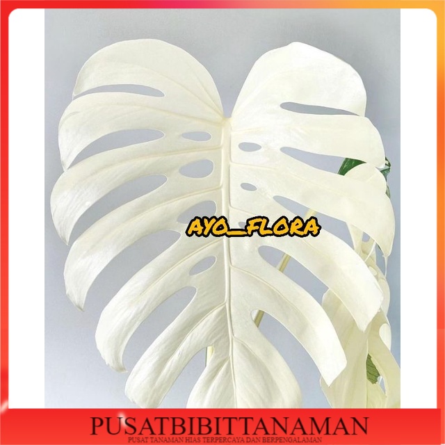 bonggol monstera king varigata - albino... original