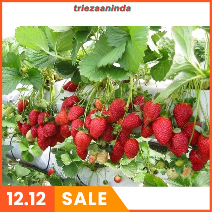 Pupuk Strawberry Cepat Berbuah, Pupuk Strawberry Agar Berbuah Besar
