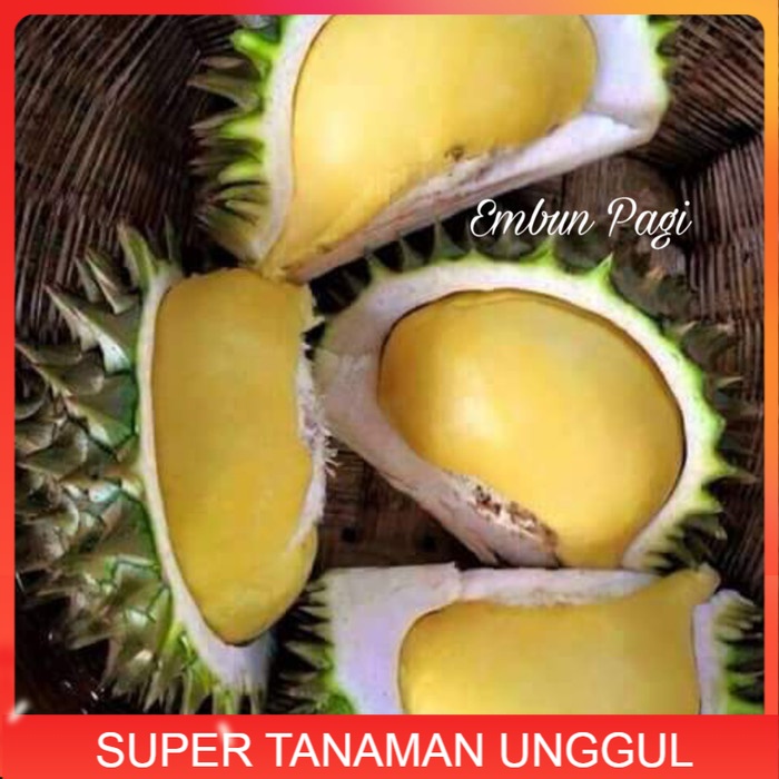 Bibit Tanaman Buah Durian Karatungan Durian Merah Durian Bawor Hasil Okulasi Setek Cangkok Cepat Ber