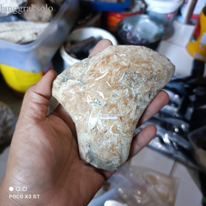 

fosil mentah belum diolah dan teridentifikasi ori bkn megantoro sengke antik