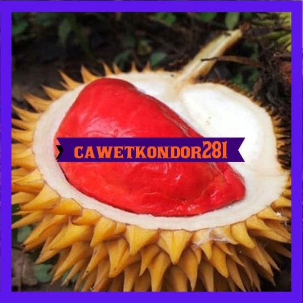 Asli Bibit durian merah super Terlaris