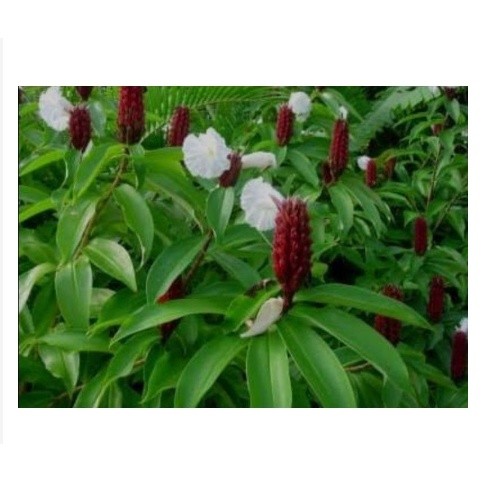 

DAUN PACING SEGAR 1KG MURAH TERBAIK OBAT HERBAL OBAT TRADISIONAL OBAT ALAMI
