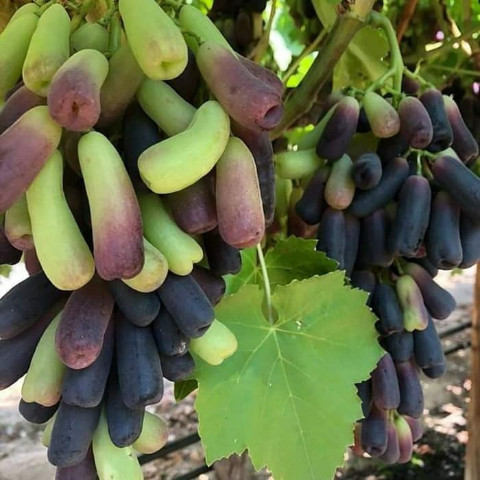 Bibit Anggur Import Moondrop Original Grafting