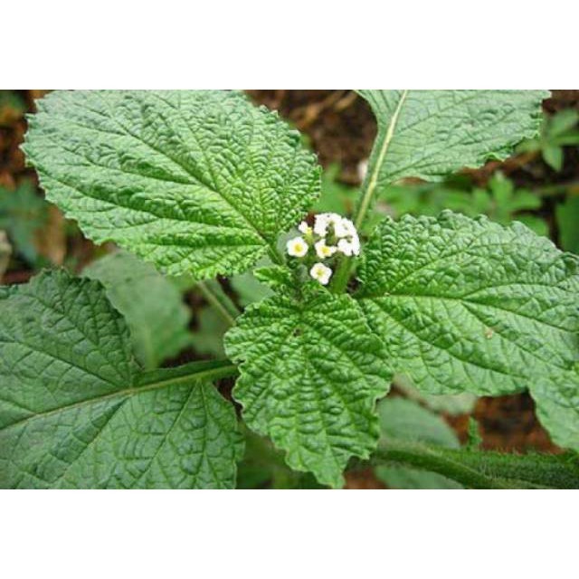 

Tanaman Daun Sangketan Segar 500 gram Murah