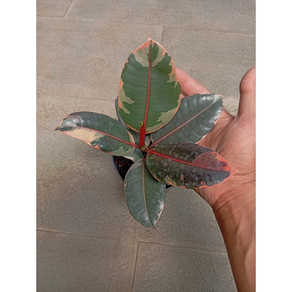 Ficus Elastica 'Red Ruby' - Tanaman Hias dengan Daun Merah Mengilap