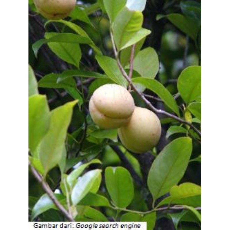 

New Promo buah pala segar 1 kg/pala tua bisa buat bibit belum kupas pala utuh+kulit/cangkang COD
