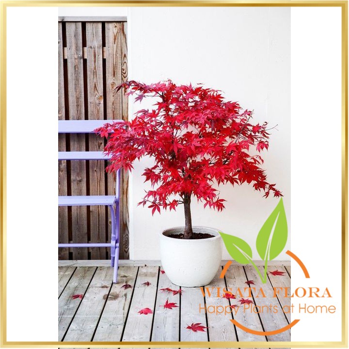 Biji Maple Tree Red Maple Pohon Maple - Bibit Tanaman Pohon Maple - Pohon Maple Merah - COD Wisata Flora