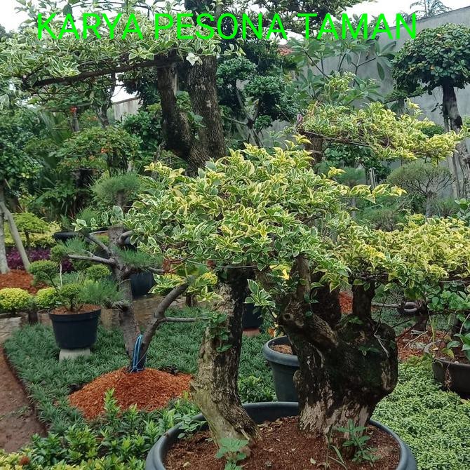 tanaman hias bonsai bougenville tricolour / bonsai bougenville
