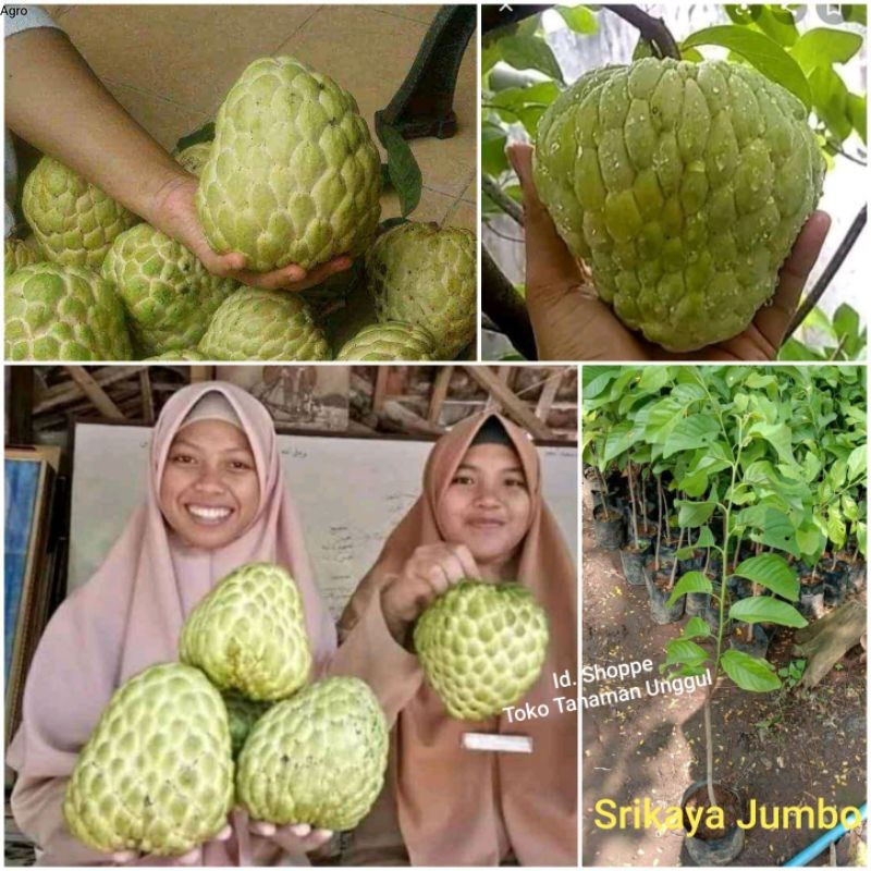 Bibit Srikaya Jumbo