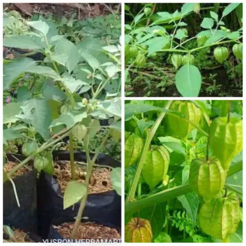 

DAUN CIPLUKAN SEGAR | CECENDET HERBAL 1 KG