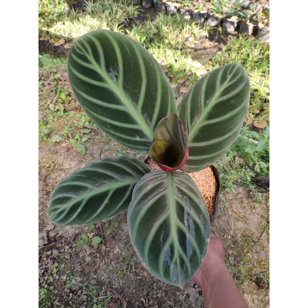 Tanaman Hias Calathea Ecuadoriana ( Calathea Red Zebrina ): Tanaman Indoor Eksotis dengan Daun Artis
