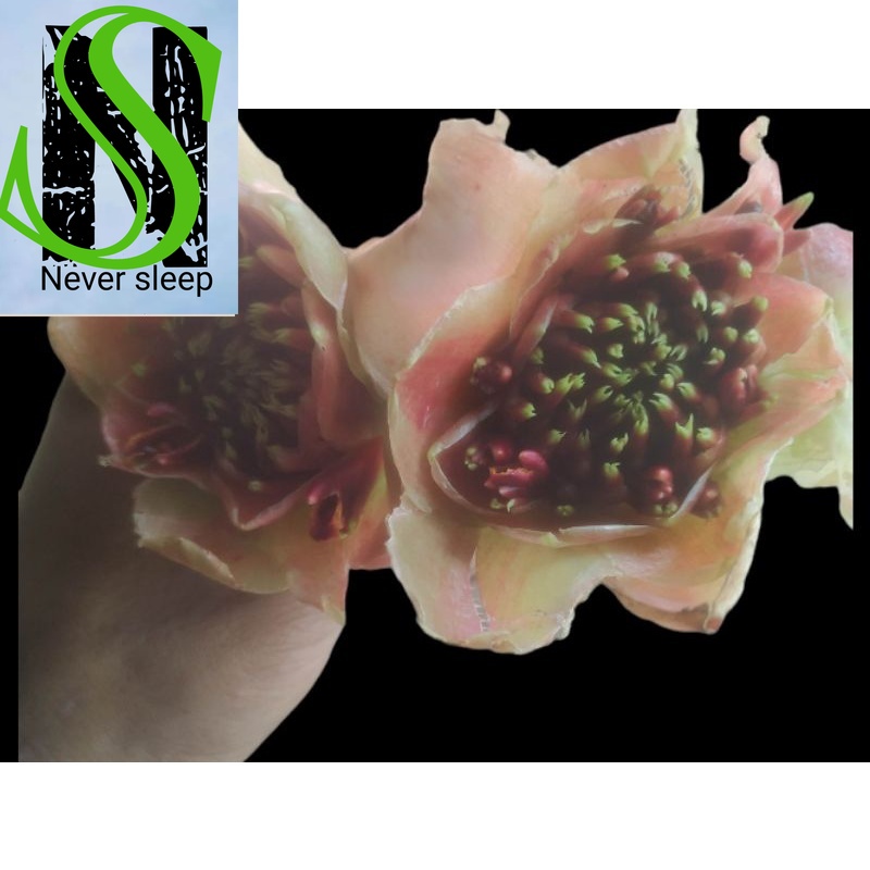 

Promo Bunga kecombrang Laka Hutan stok terbatas