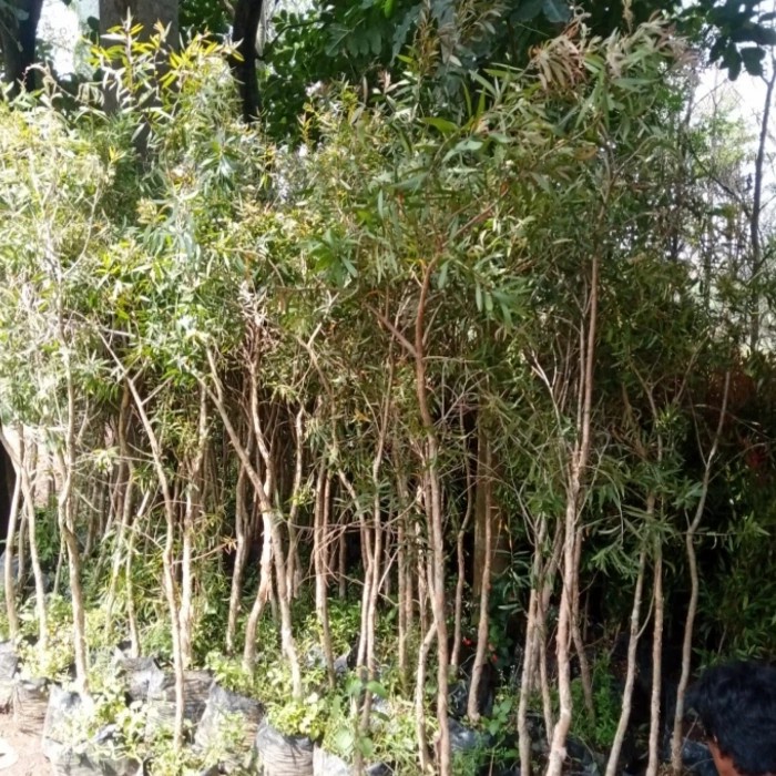 Pohon hias kayu putih tinggi 2meter