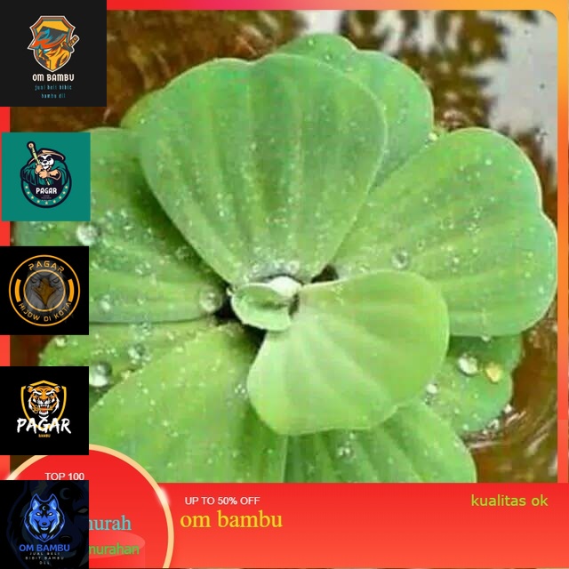 Kiambang Tanaman Air Apu Apu Tanaman Air Apu Apu Cupang Apu Apu Untuk Ikan Cupang promo