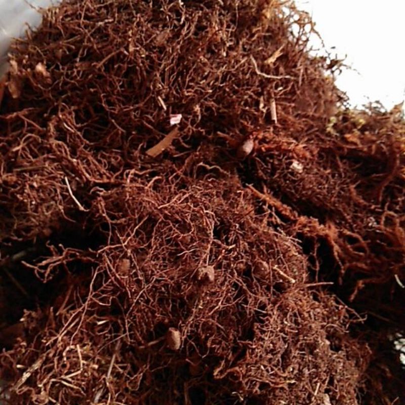 Baru 250 GRM /MEDIA TANAM MOS HITAM/AKAR KADAKA METAN TANAMAN HIAS ANGGREK cangkok tanaman Toko_loka