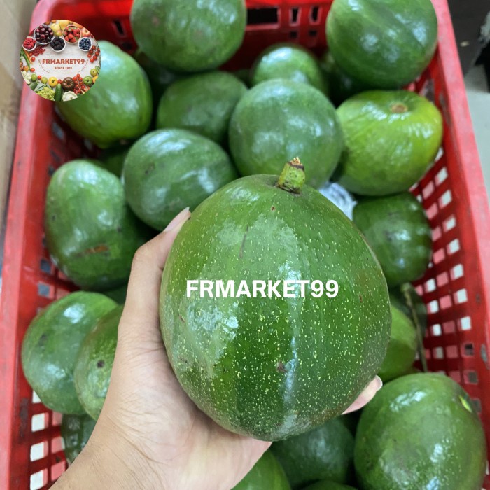 

Alpukat Kendil Jumbo Pulen / Buah Alpukat Jumbo Super / Pcs