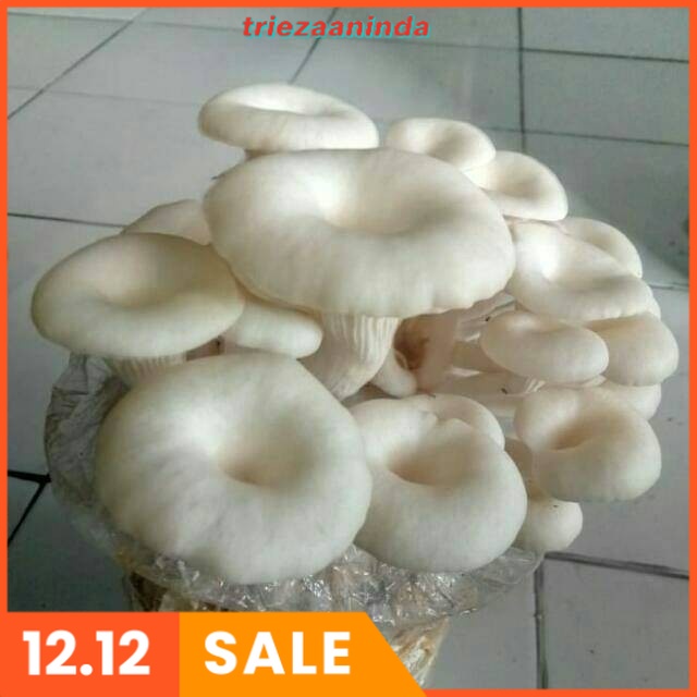 Pupuk Jamur Tiram Organik, Nutrisi Jamur Tiram, Pupuk Organik Jamur