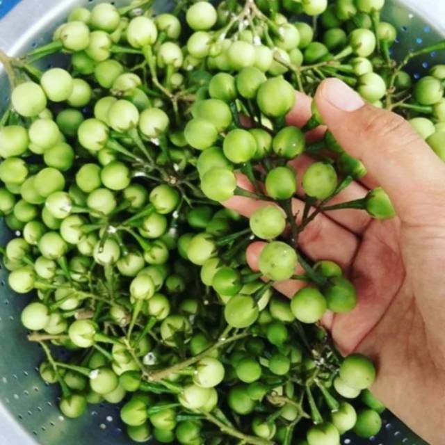 

Paket 300 grm buah cepokak atau tekokak segar terbaik langsung petik