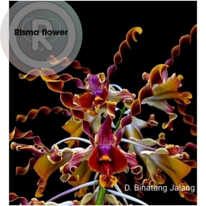 BUNGA ANGGREK DENDROBIUM JUMBO KERITING CHOCOLATE DEWASA / TANAMAN HIAS POHON ANGGREK DENDROBIUM JUM