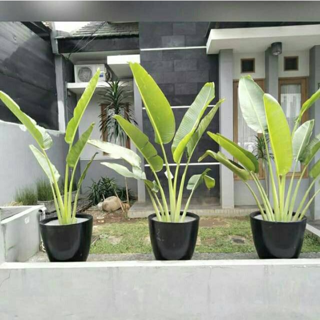 Tanaman Hias Pisang Kipas tinggi 80-1m - Pisang Hias Hidup