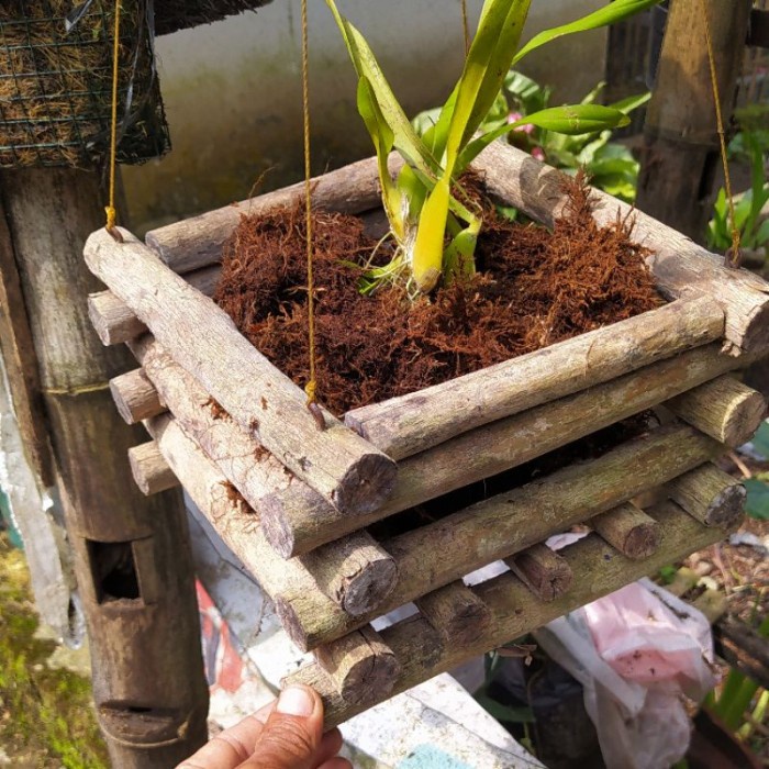 Promo Media Pot Anggrek Kayu Kopi