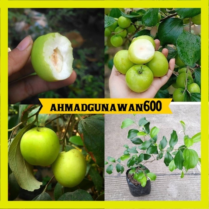 Bibit apel putsa india