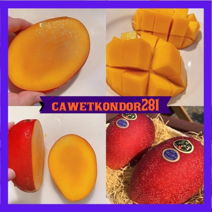 Bibit mangga miyazaki asli