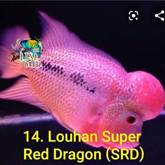 hiasan aquarium louhan srd/srm burayak grade A lohan bibit jenong beli 3 gratis 1 super grade