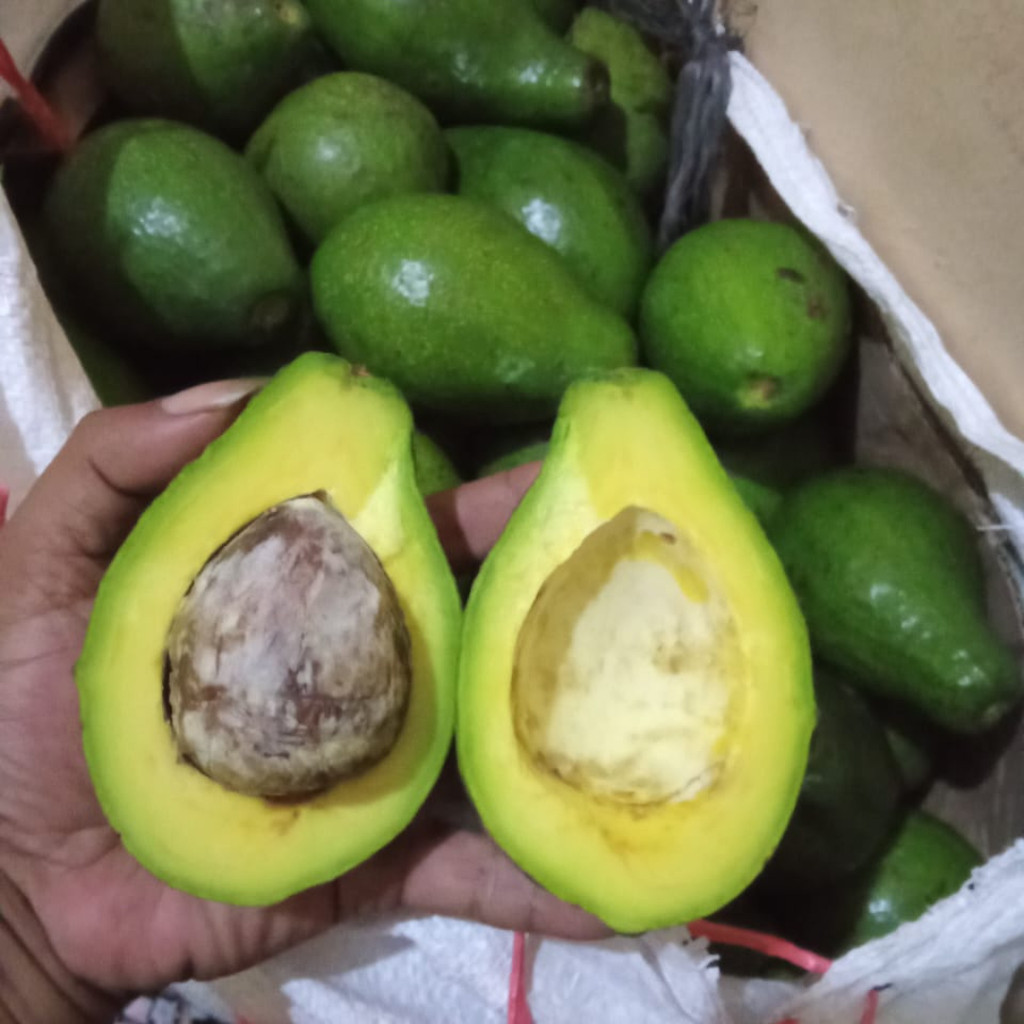 

Buah Alpukat Mentega Boyolali 10 kg