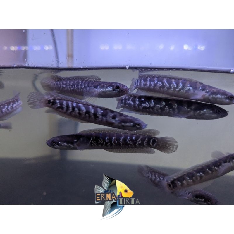 Pemanis akuarium Promo big sale chana asiatica WS 10cm bergaransi ernatirta