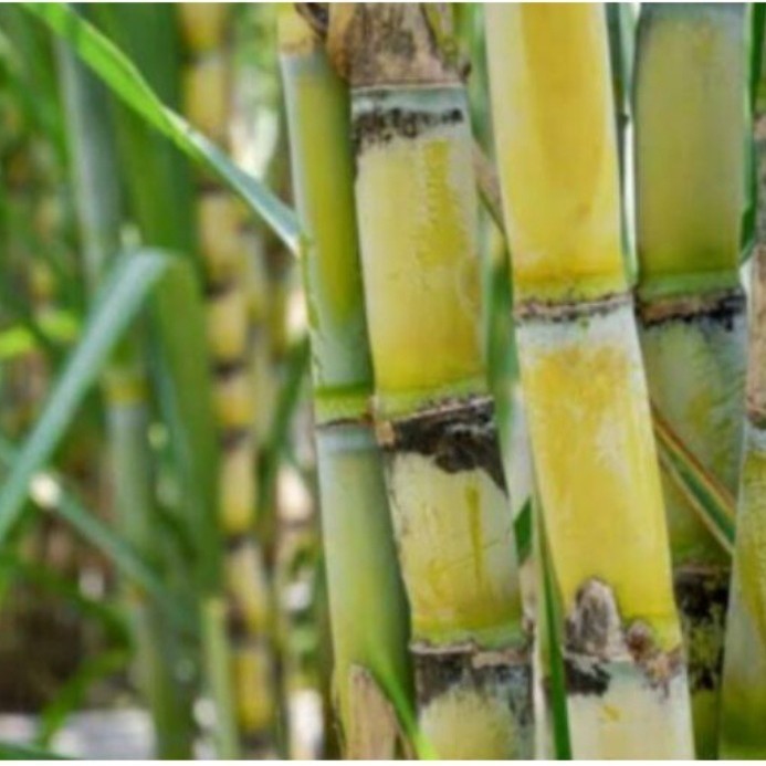 

Bibit stek tebu kuning - bibit batang tebu kuning siap tanam