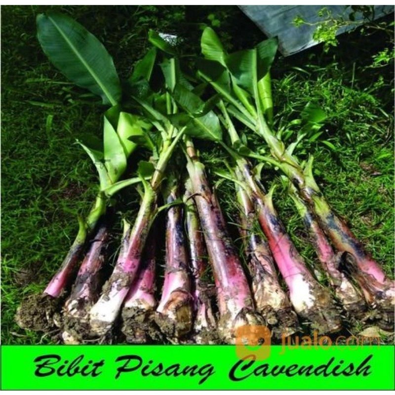 Bibit pisang cavendish ( bonggol ) terbaik