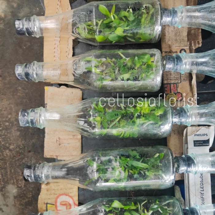 Bibit Anggrek Bulan Botol / Anggrek Botolan