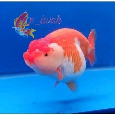 Promo ranchu bahan grooming berkualitas / ikan mas koki rancu untuk grooming perlengkapan
