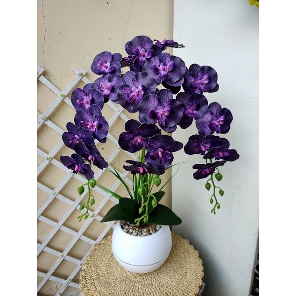 Tanaman Anggrek Dendrobium - Anggrek Dendrobium Hidup -Tanaman Hias Hidup - Bunga Hidup Anggrek - Bu