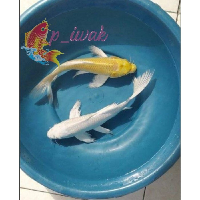 Hiasan akuarium Koi Kumpay Platinum & ogon slayer 6 - 7cm murmer - OGON SLAYER, 6 - 7Cm pemanis aqua