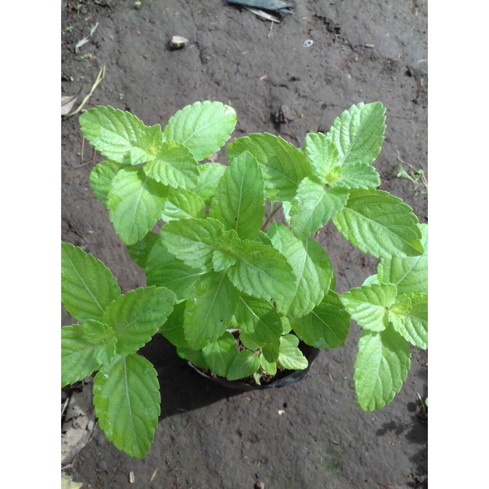 bibit tanaman daun cincau hitam/janggelan bibit cincau hitam bibit janggelan tanaman langka