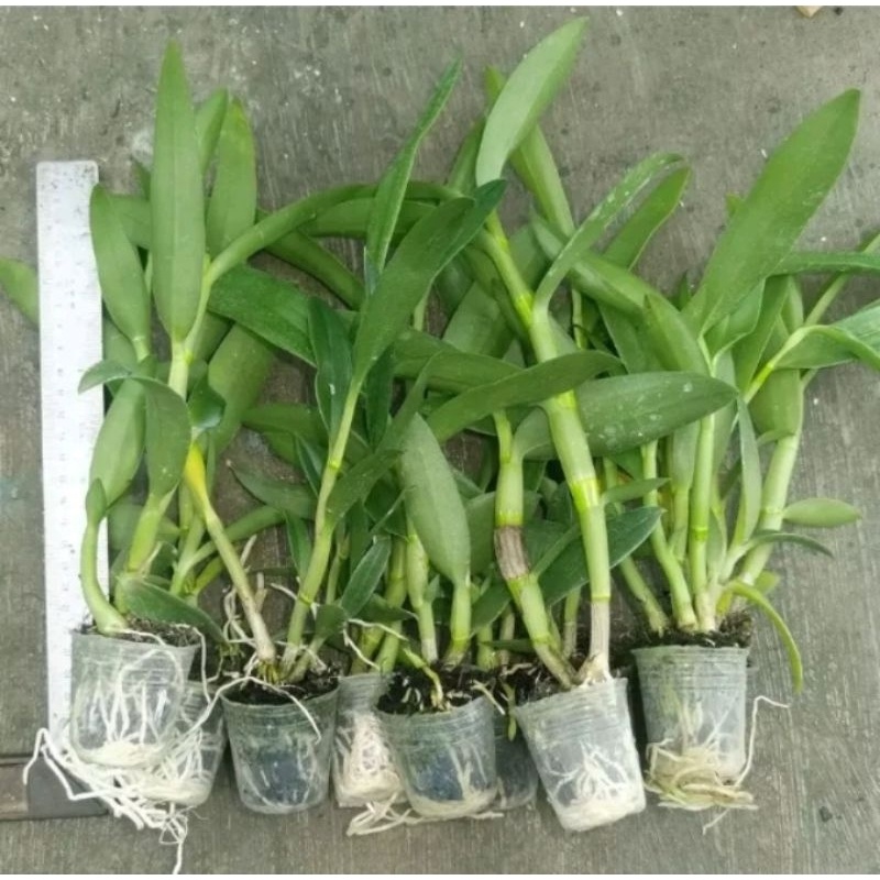 SEEDLING JUMBO DENDROBIUM KERITING/MELINTIR ( ID MIX)