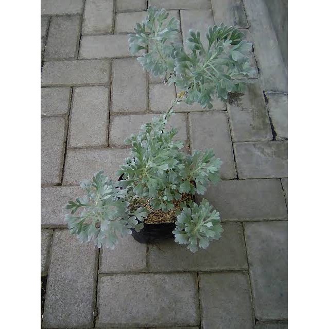 inggu  (Ruta graveolens) bibit tanaman obat herbal BERGARANSI